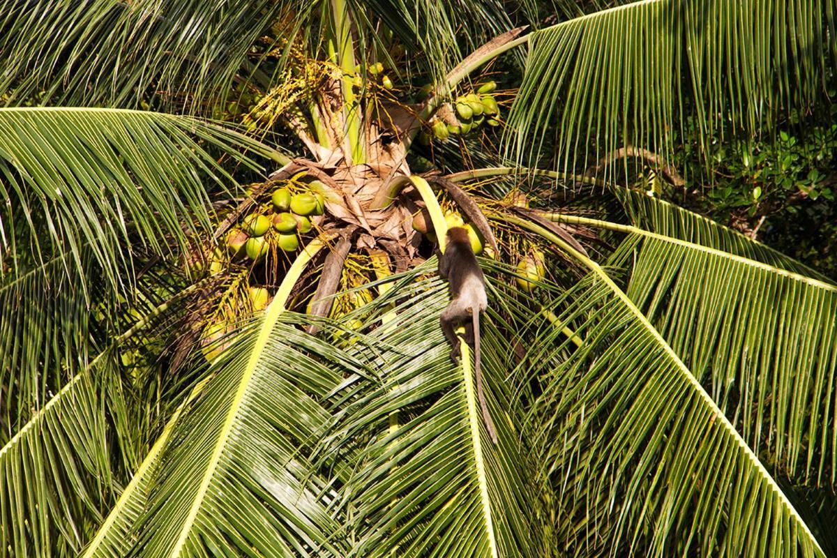 Bed and Breakfast Sri Yoga Shala à Unawatuna Extérieur photo